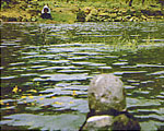 三好池の写真